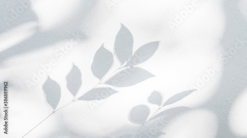 Leaves shadow and light on wall nature background. Natural leaves tree branch and plant shadows with sunlight dappled on white concrete wall texture for background wallpaper and design © merrymuuu