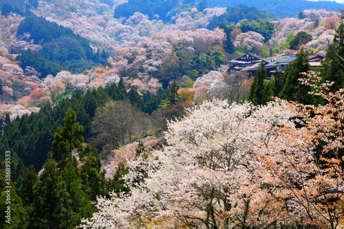 吉野山の山桜 photo