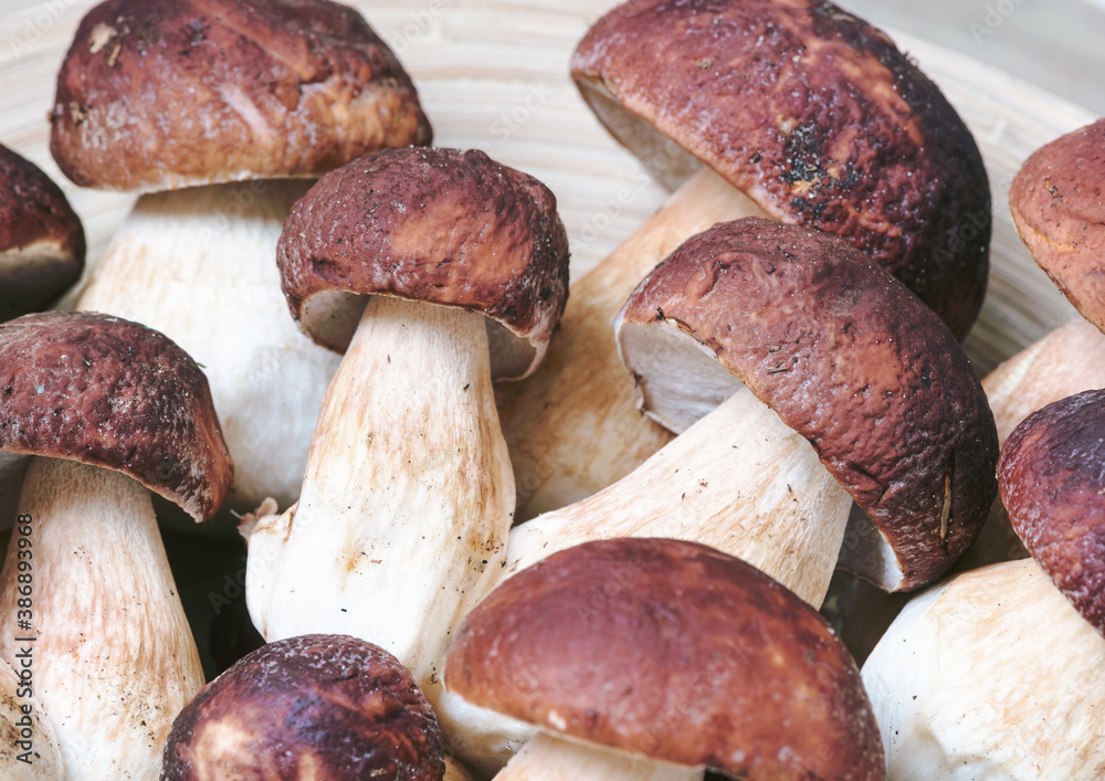 Freshly picked boletus mushrooms on a wooden platter. Mushrooms background. Freshly picked boletus mushrooms on a wooden platter. Mushrooms background.