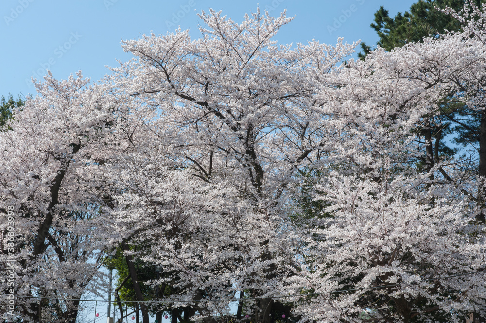 満開のｿﾒｲﾖｼﾉが咲く公園