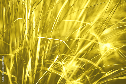 Closeup of yellow dry grass in autumn garden. Beautiful natural seasonal landscape. Abstract floral outdoor park background. 2021 color trend