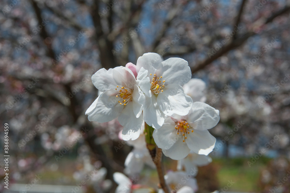 幹の枝振りを背景に咲く桜ｱｯﾌﾟ