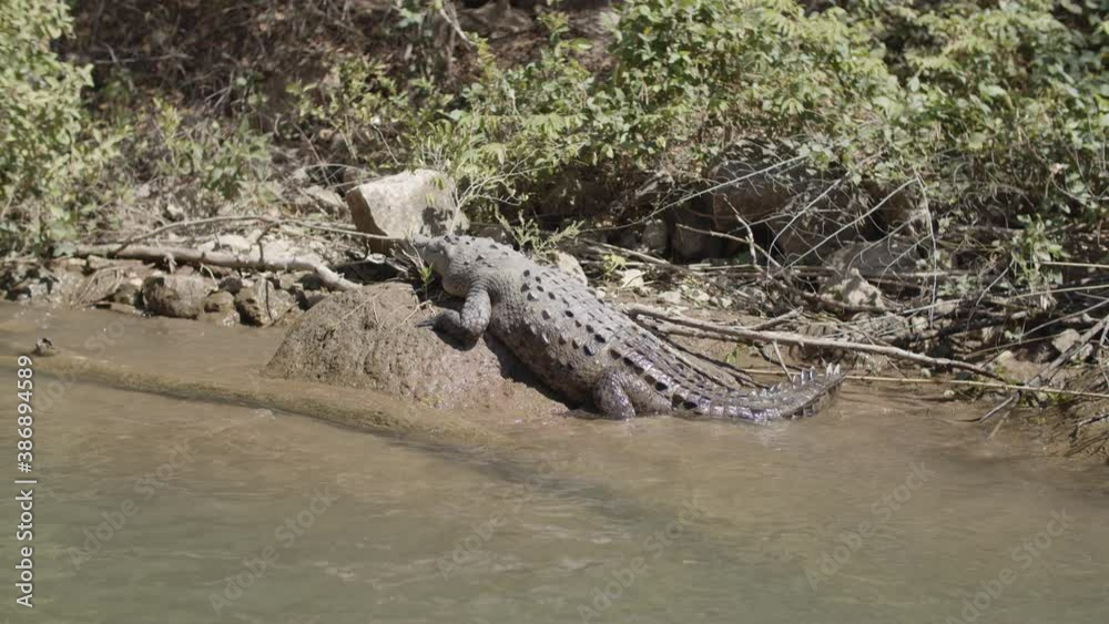 A huge crocodile sunbathing on a big rock at the shore of the river in Sumidero Canyon, Chiapas, Mexico A huge crocodile sunbathing on a big rock at the shore of the river in Sumidero Canyon, Chiapas, Mexico