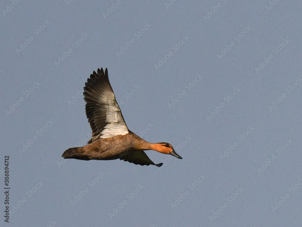 Obraz premium Philippine Duck, Anas luzonica