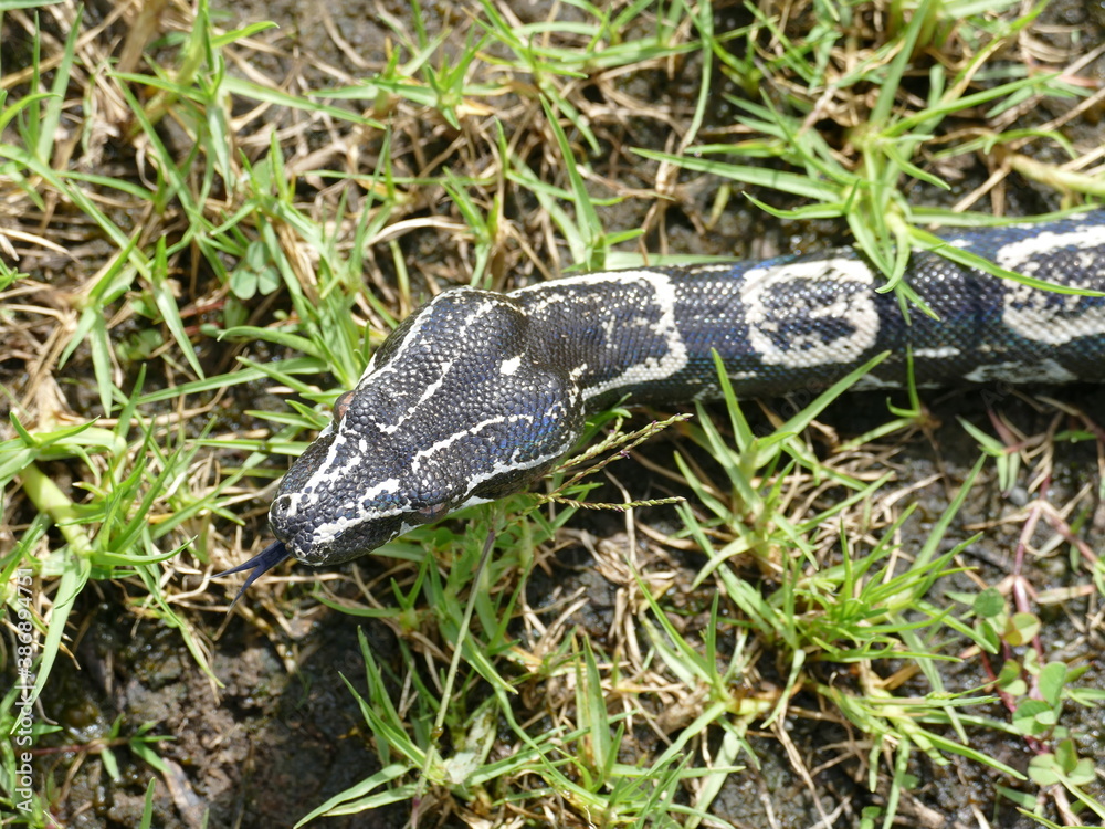 Fototapeta premium Boa constrictor longicauda, Peru. Diese Unterart wurde erst 1991 von Price & Russo beschrieben. 