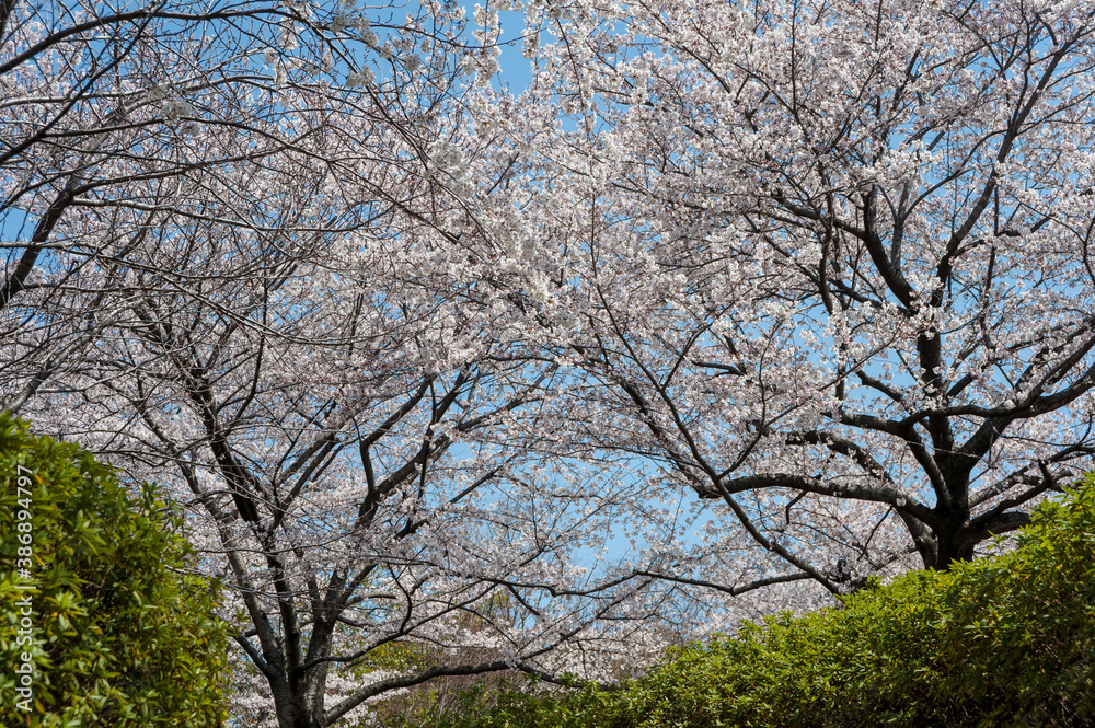 緑のツツジの垣根の奥で咲き出した桜