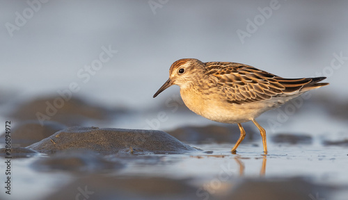 Foto Sharp-tailed Sandpiper, Calidris acuminata