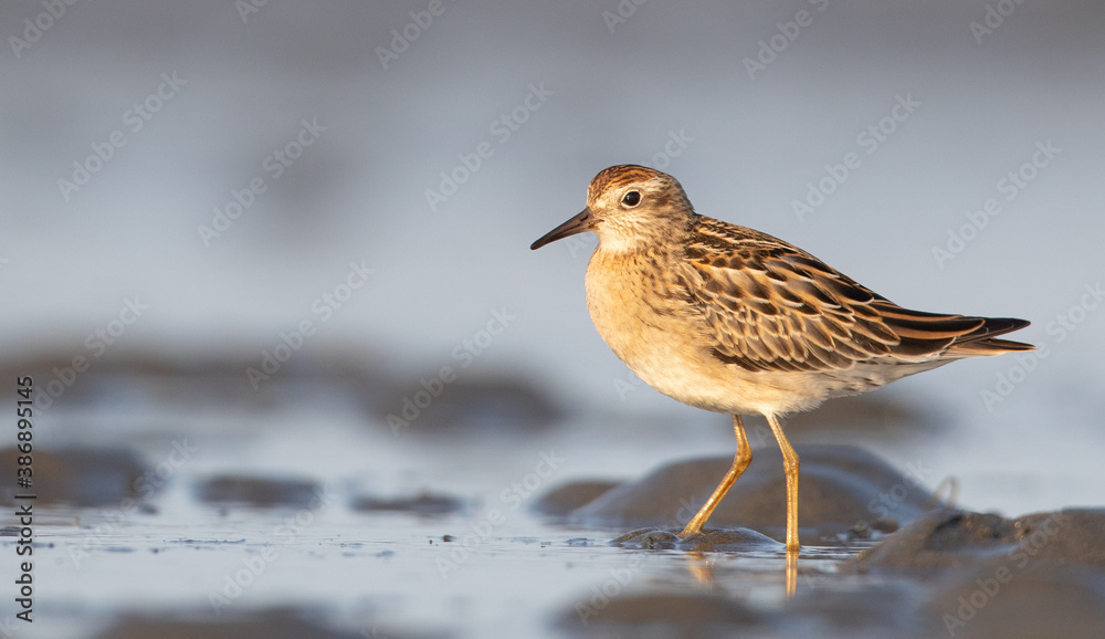 Sharp-tailed Sandpiper, Calidris acuminata Sharp-tailed Sandpiper, Calidris acuminata