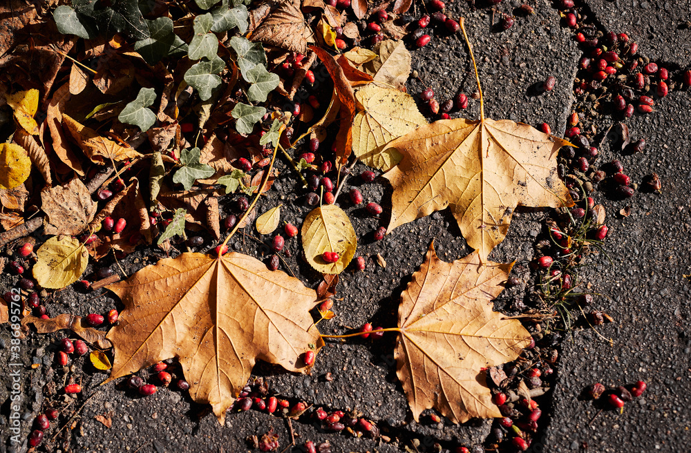 Dry maple leaves and berries on concrete Dry maple leaves and berries on concrete