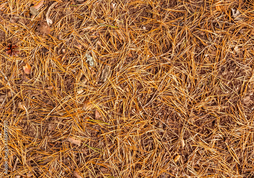 texture of pine forest ground with ginger needles, brown cones, yellow grass, autumn coniferous background , nature park backdrop