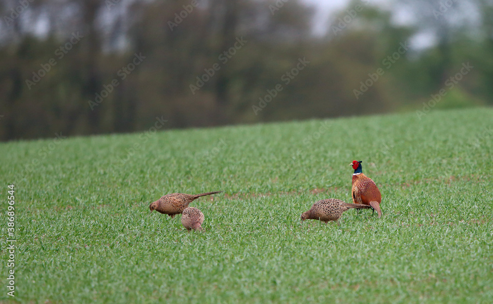 Obraz premium Common Pheasant, Phasianus colchicus