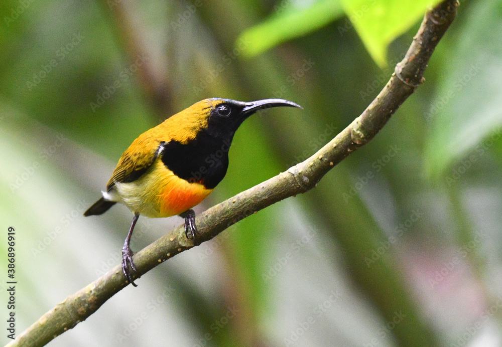 Fototapeta premium Flaming Sunbird, Aethopyga flagrans