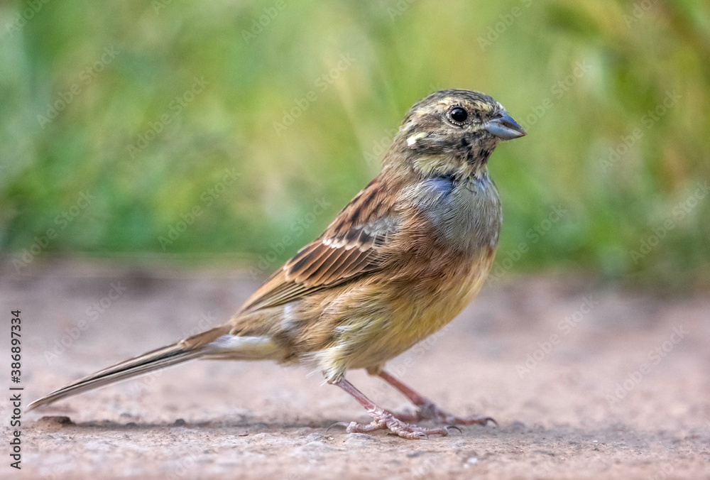 Cirl Bunting, Emberiza cirlus