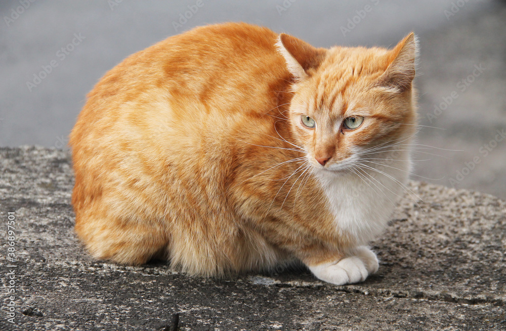 Naklejka premium cute ginger cat with white paws