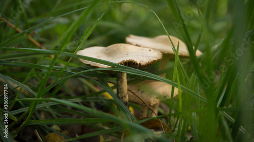 mushrooms grow in the forest after rain