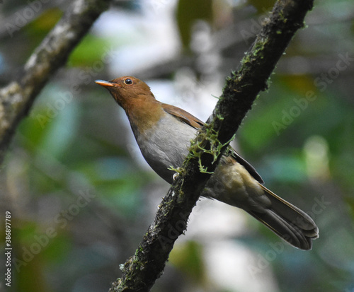 Rufous-brown Solitaire, Cichlopsis leucogenys photo