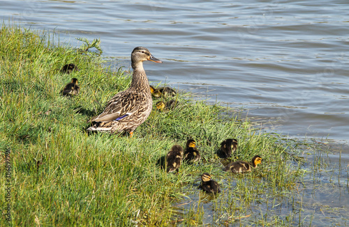 mother duck with her little cute ducklings at the bank of a pond