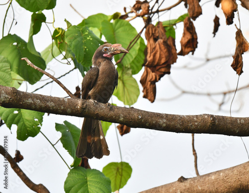 Luzon Hornbill, Penelopides manillae photo