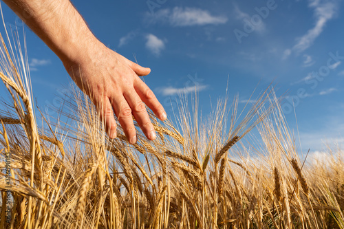 Barley sprouts in a farmer s hand.Farmer Walking Through Field Checking barley Crop