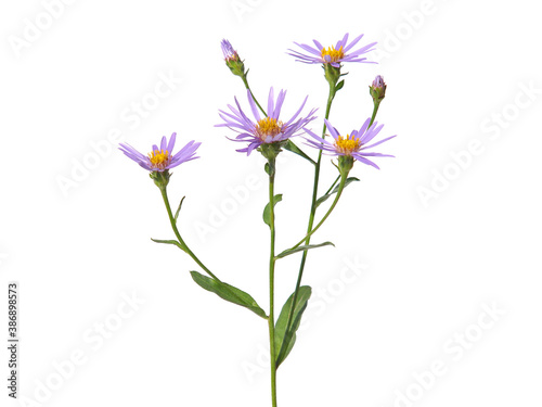 Purple flower of Alpine aster isolated on white, Aster alpines
