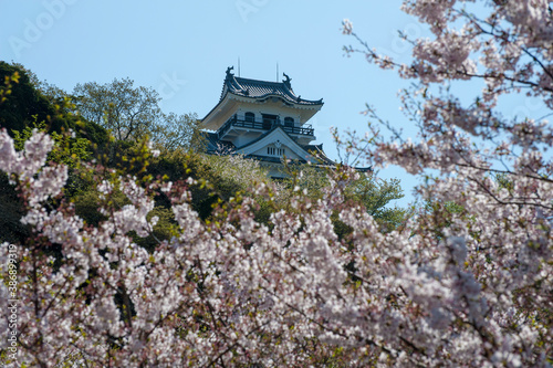 咲き誇る桜の向こうに天守閣