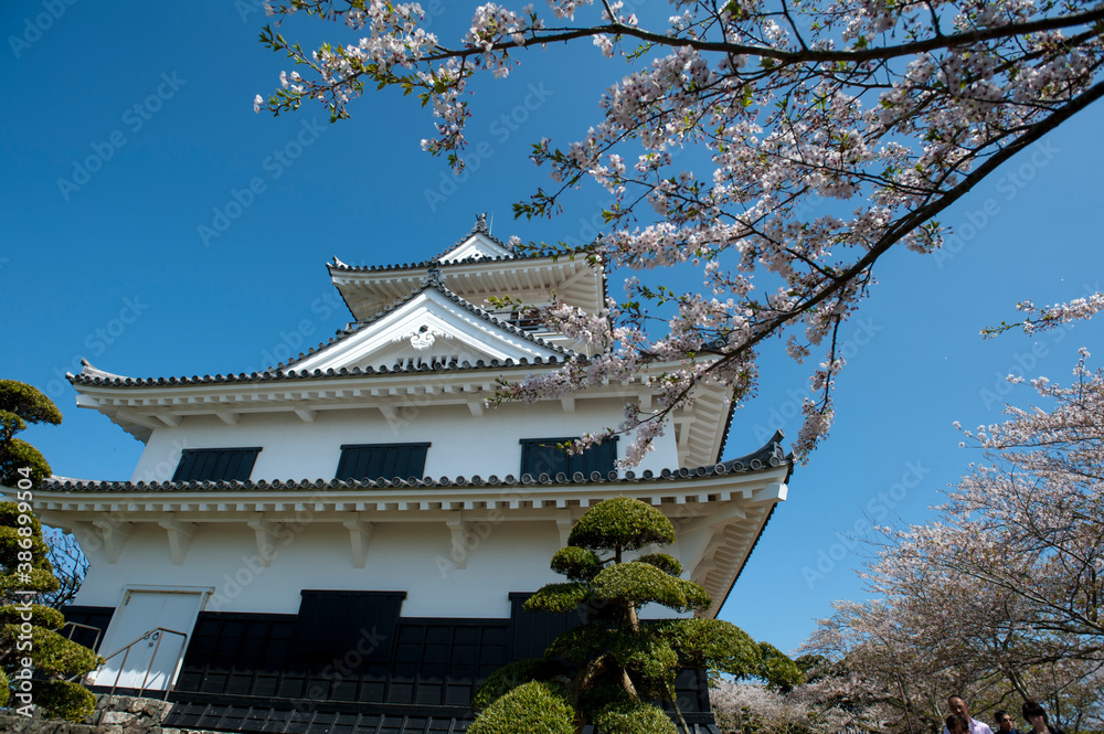 桜の花吹雪と天守閣 桜の花吹雪と天守閣