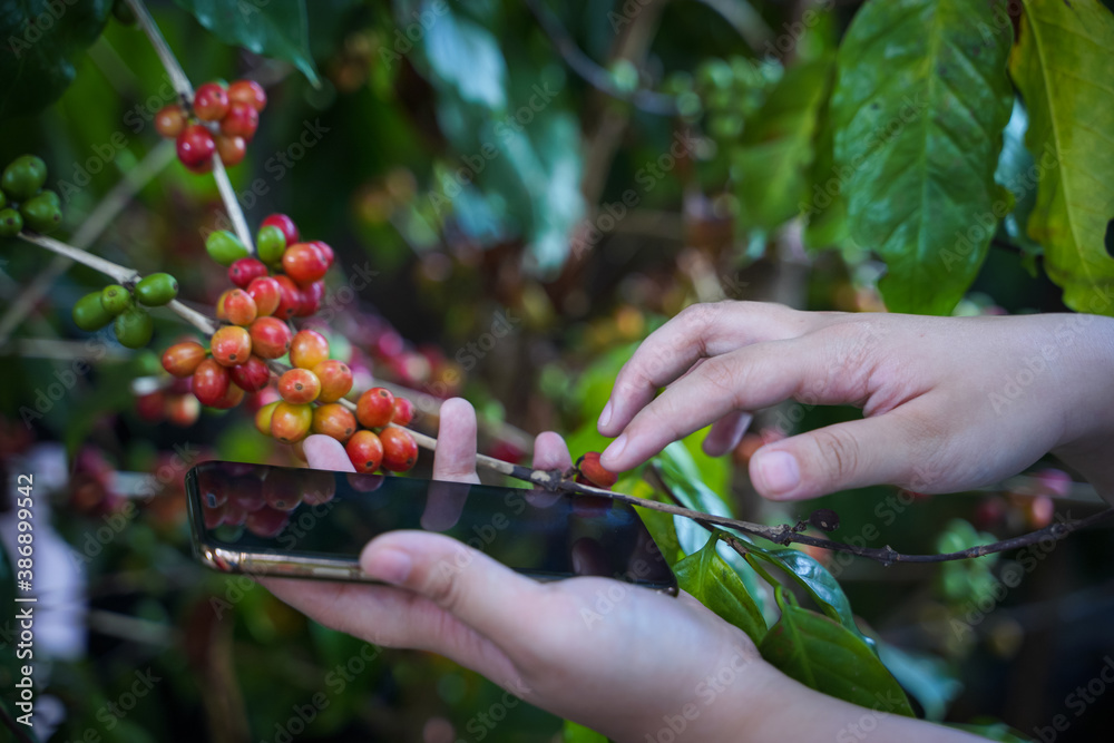 A close-up view of the use of a laptop in coffee bean research, Arabica coffee beans on the highlands of Thailand.