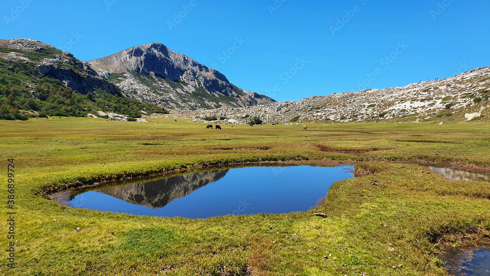 Corsican landscape with mountains and pasture stock images. Cows grazing on green meadow in mountains. Beautiful view in Corsica. Beautiful landscapes of Corsica island stock images