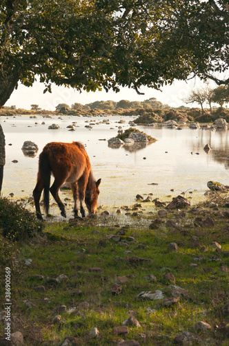 Cavallini della Giara, Giara di Gesturi wild horses in nature park photo