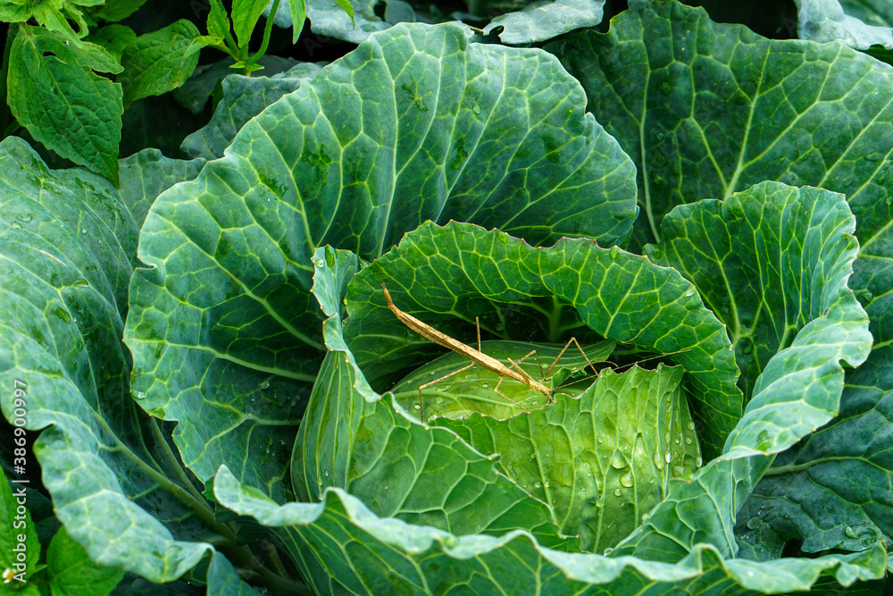 Obraz premium head of cabbage