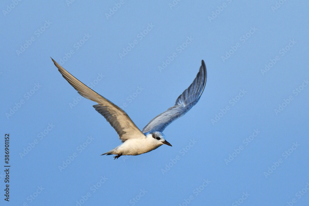 Fototapeta premium Whiskered Tern, Chlidonias hybrida