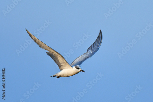 Whiskered Tern  Chlidonias hybrida