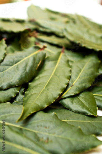 fresh leaf laurel Italy, Europe