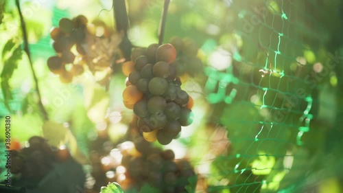 Grapes hanging with sun in a winery in Traverse City, Michigan