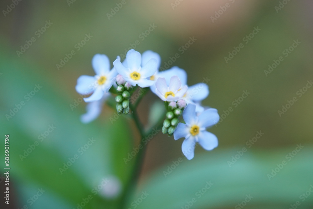 forget me not flower forget me not flower