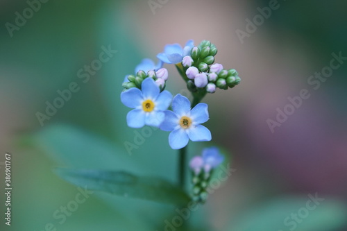 forget me not flowers