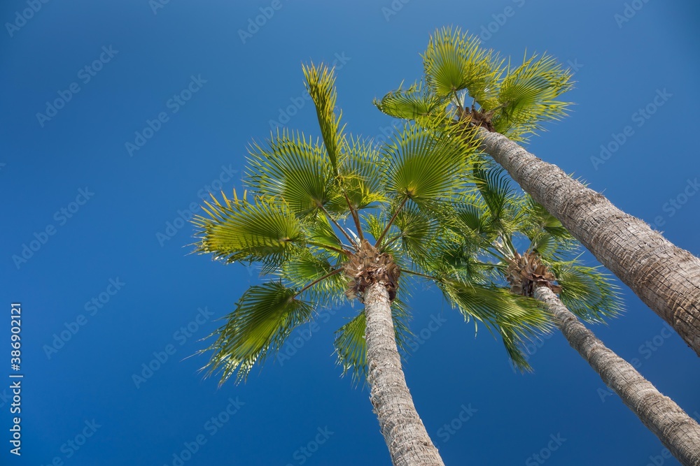 Palm trees reaching for the clear blue sky