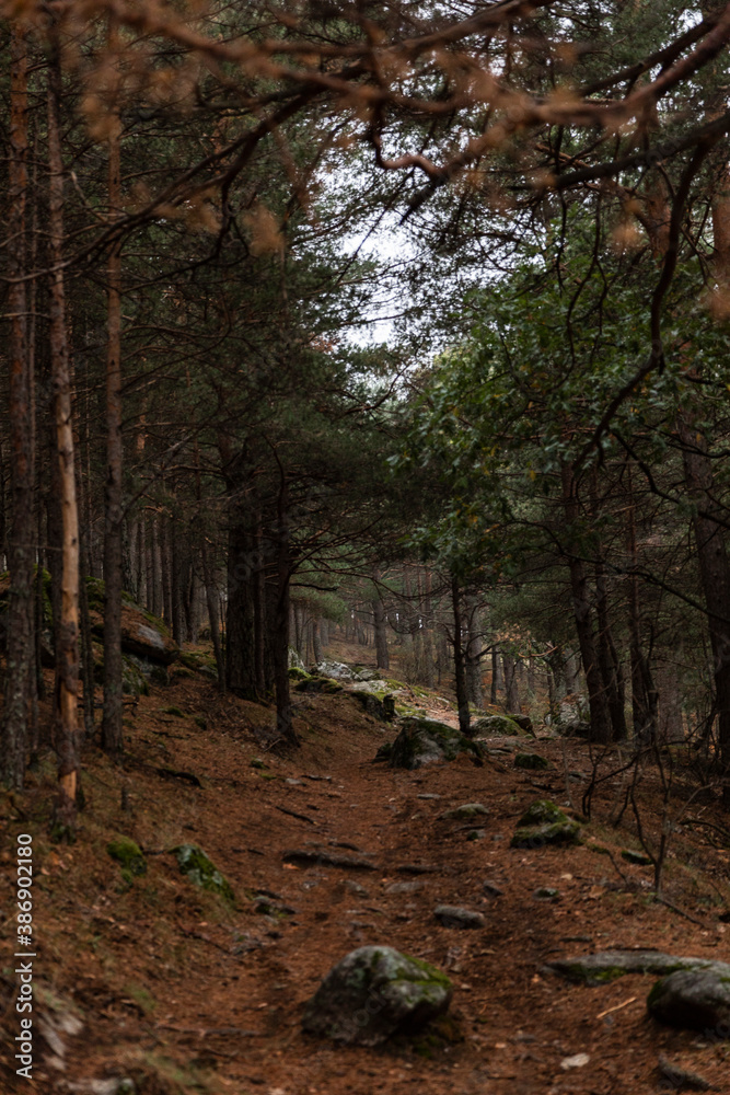 Obraz premium Bosque en octubre