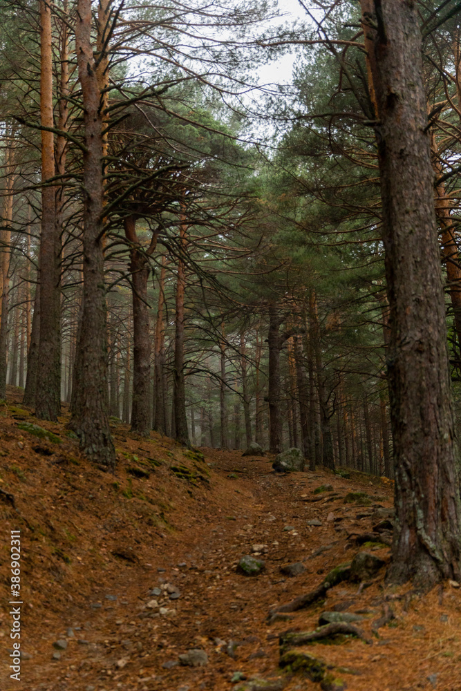 Fototapeta premium Bosque en otoño