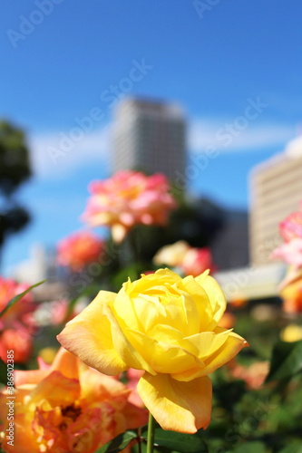 都会の景色と黄色い薔薇