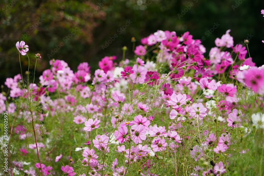 cosmos flower