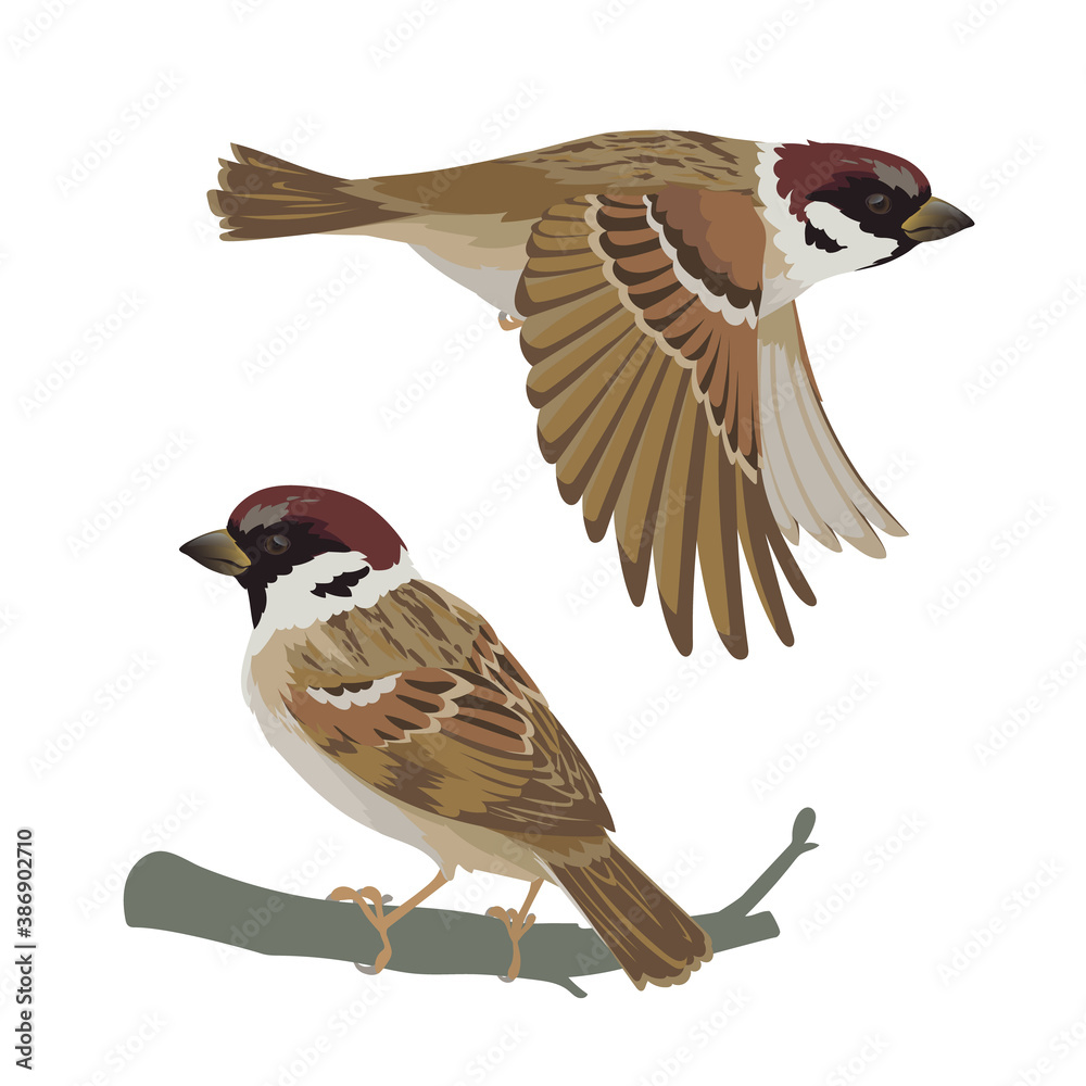 Realistic sparrow flying and sitting on branch. Vector illustration of little bird sparrow in hand drawn realistic style isolated on white background. Element for your design, print.