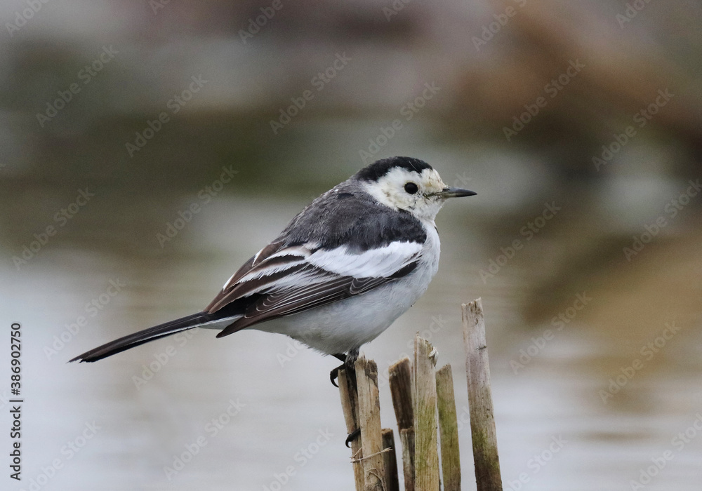 Amur Wagtail, Motacilla leucopsis Amur Wagtail, Motacilla leucopsis