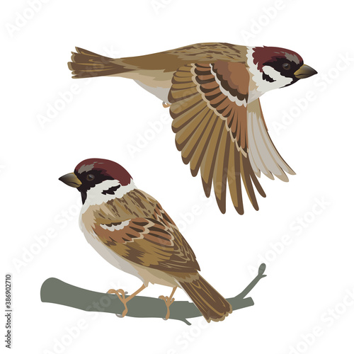Realistic sparrow flying and sitting on branch. Vector illustration of little bird sparrow in hand drawn realistic style isolated on white background. Element for your design, print.