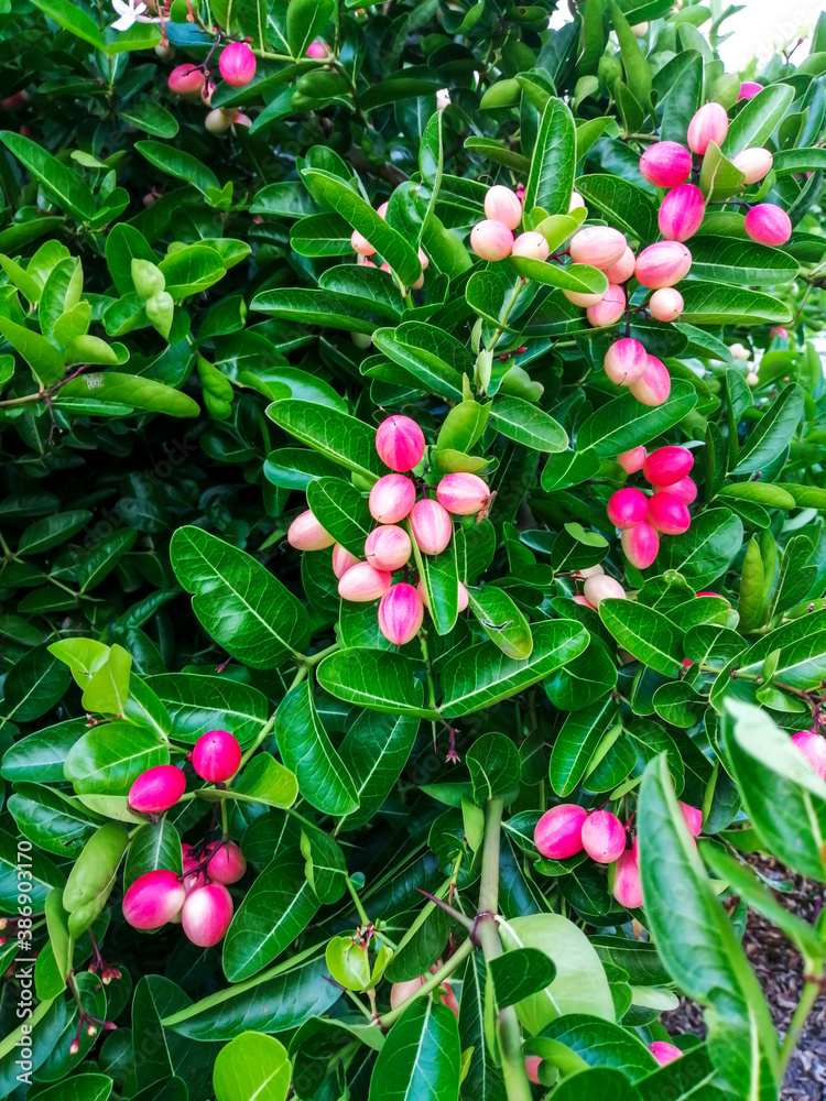 Obraz premium red and yellow flower