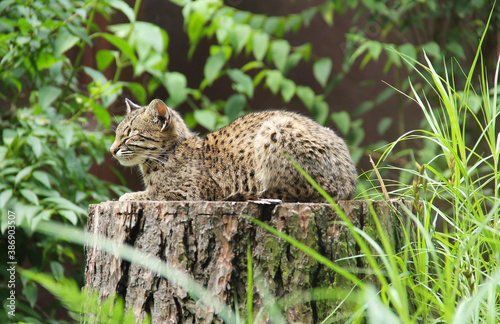Geoffroy's cat (Leopardus geoffroyi) having rest on the stub