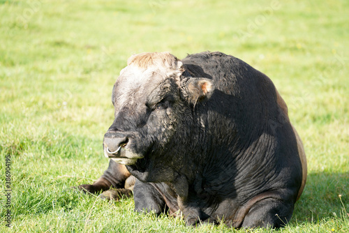 buffalo in grass