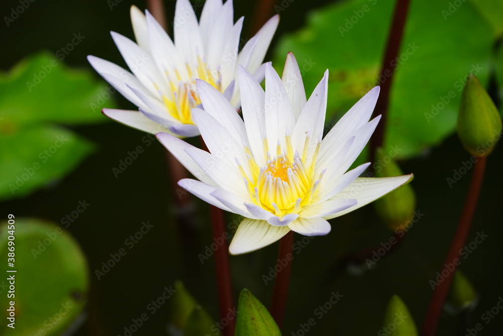 water lily in pond water lily in pond