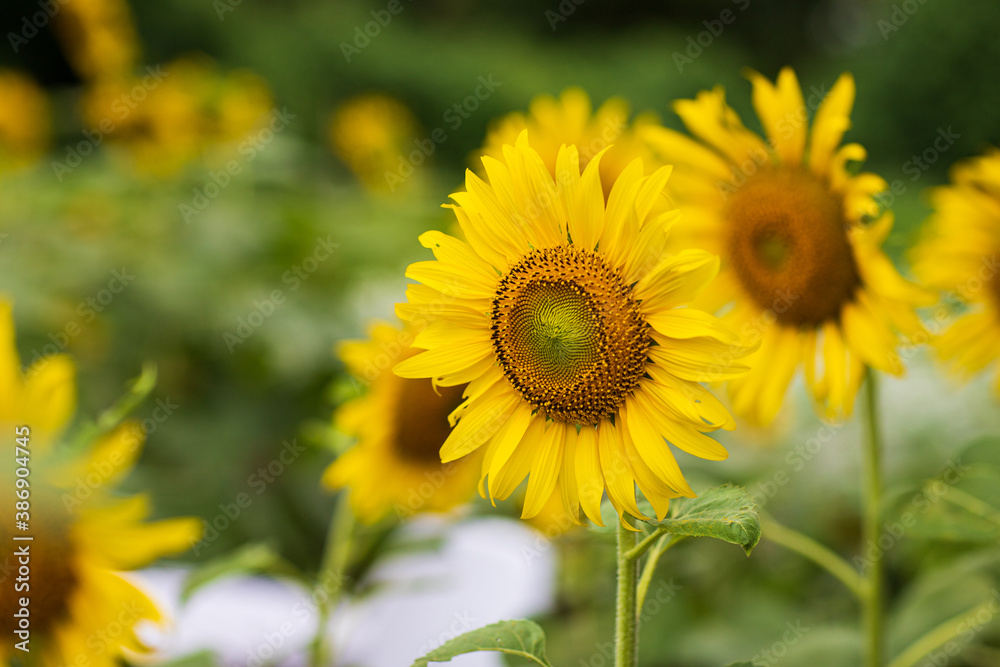 sunflower in the field sunflower in the field