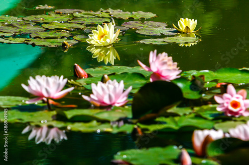 Yellow Star Lotus flower or water lily Nymphaea nouchali or Nymphaea stellata with a mirror reflection in the water.